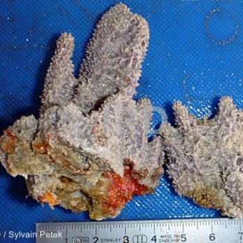 Dysidea arenaria - (940) - Marquises - Hatutaa