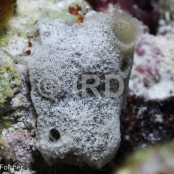 Dysidea sp - (103) - Australes - Tubuai