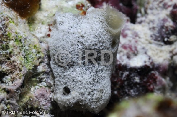 Dysidea sp - (103) - Australes - Tubuai