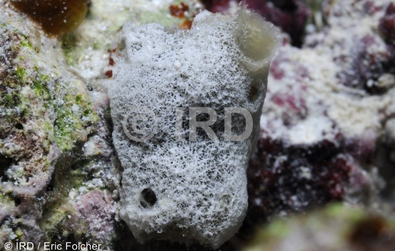 Dysidea sp - (103) - Australes - Tubuai