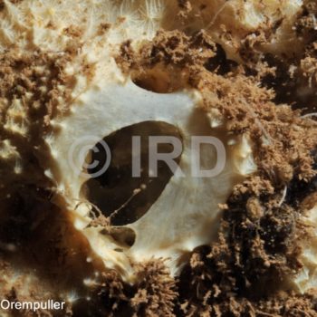 Dysidea sp - (1214) - Societe - Raiatea