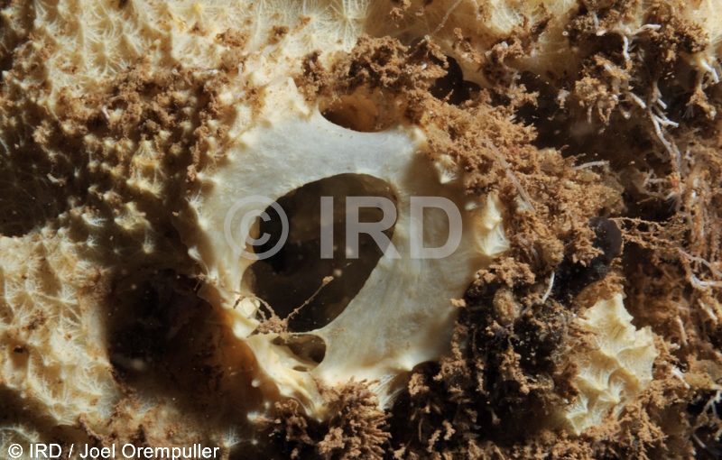 Dysidea sp - (1214) - Societe - Raiatea