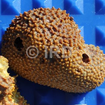 Dysidea frondosa - (1501) - Societe - Tahaa