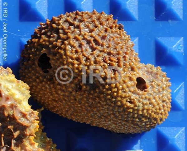 Dysidea frondosa - (1501) - Societe - Tahaa