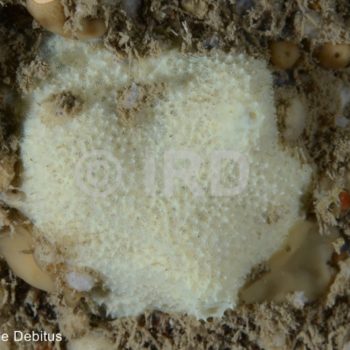 Dysidea sp - (1584) - Societe - Tahiti