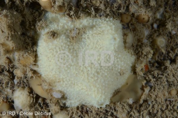 Dysidea sp - (1584) - Societe - Tahiti