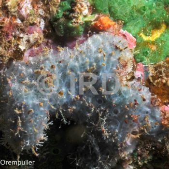 Dysidea sp - (2102) - Marquises - Nuku Hiva