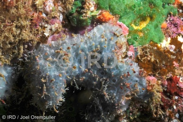 Dysidea sp - (2102) - Marquises - Nuku Hiva