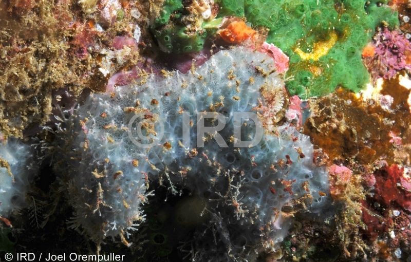 Dysidea sp - (2102) - Marquises - Nuku Hiva