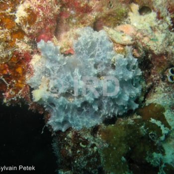 Dysidea sp - (229) - Tuamotu - Tikehau