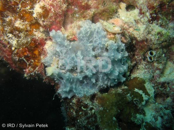 Dysidea sp - (229) - Tuamotu - Tikehau