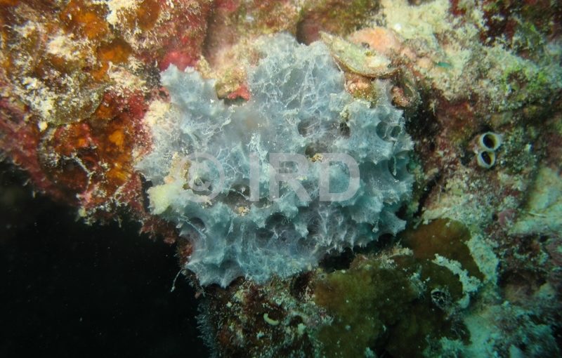 Dysidea sp - (229) - Tuamotu - Tikehau