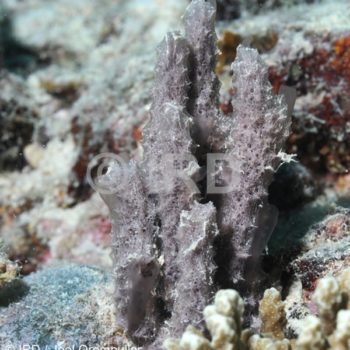 Dysidea sp - (229) - Société - Bora Bora