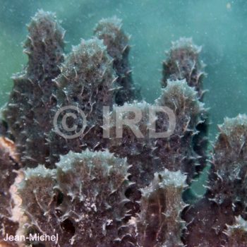 Dysidea sp - (229) - Australes - Rapa