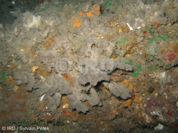 Dysidea sp (2328) - Societe - Tahiti