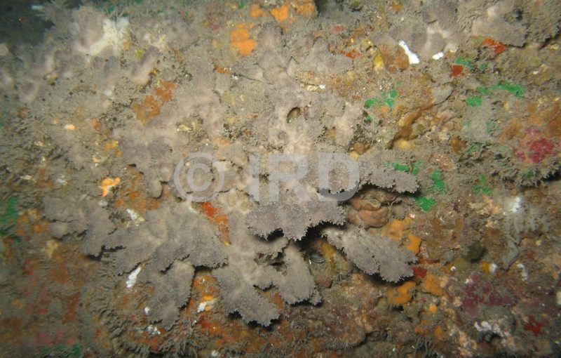 Dysidea sp (2328) - Societe - Tahiti