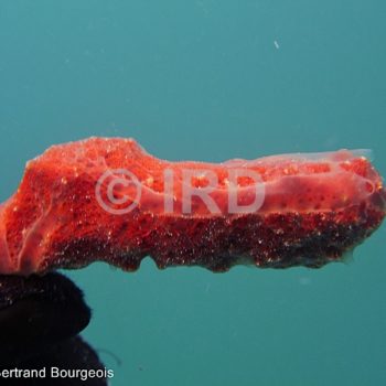 Dysidea sp (2975) - Tuamotu - Hao