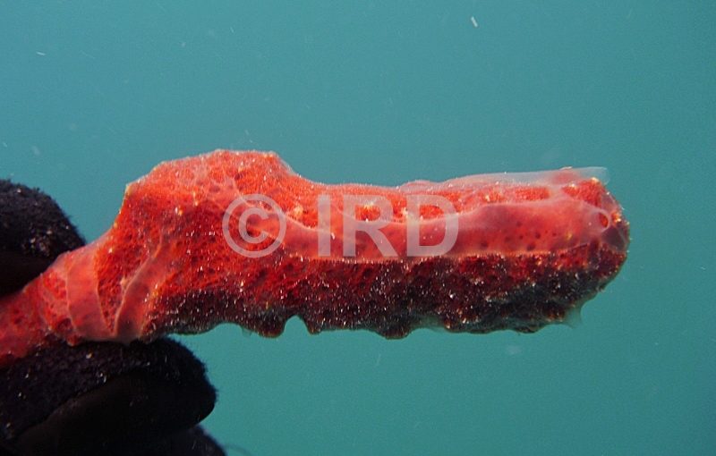 Dysidea sp (2975) - Tuamotu - Hao