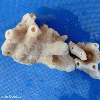 Dysidea sp - (4847) - Gambier