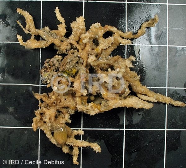 Dysidea sp (4866) - Societe - Tahiti
