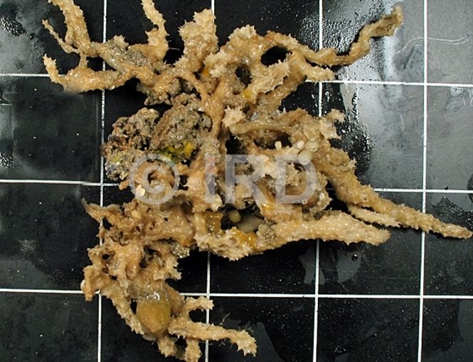 Dysidea sp (4866) - Societe - Tahiti