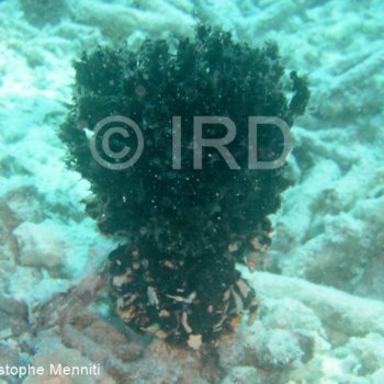 Echinodictyum asperum - (0133) - Gambier