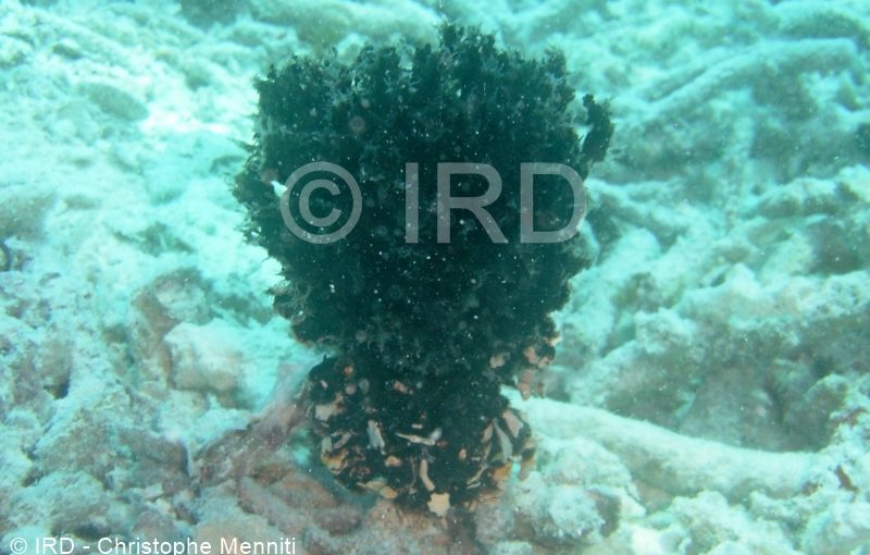 Echinodictyum asperum - (0133) - Gambier