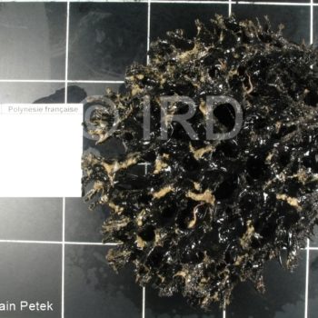 Echinodictyum sp - (4862) - Australes - Rapa