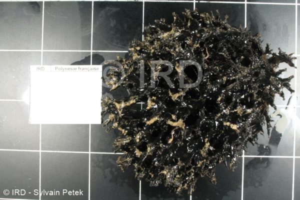 Echinodictyum sp - (4862) - Australes - Rapa