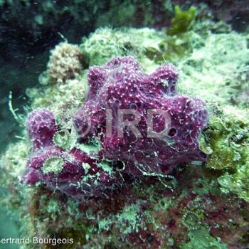 Euryspongia delicatula - Tuamotu - Hao