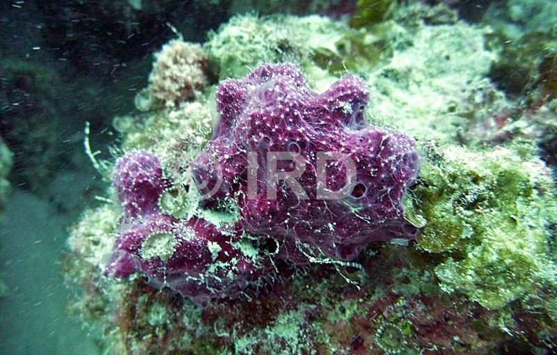 Euryspongia delicatula - Tuamotu - Hao