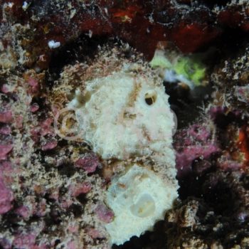 Euryspongia sp (4409) - Societe - Raiatea