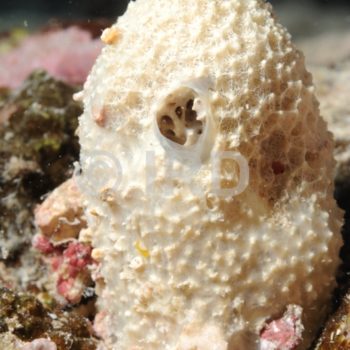 Euryspongia sp (4409) - Societe - Huahine