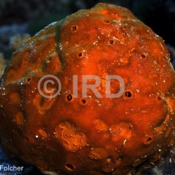 Fascaplysinopsis sp (4906) - Tuamotu - Rangiroa