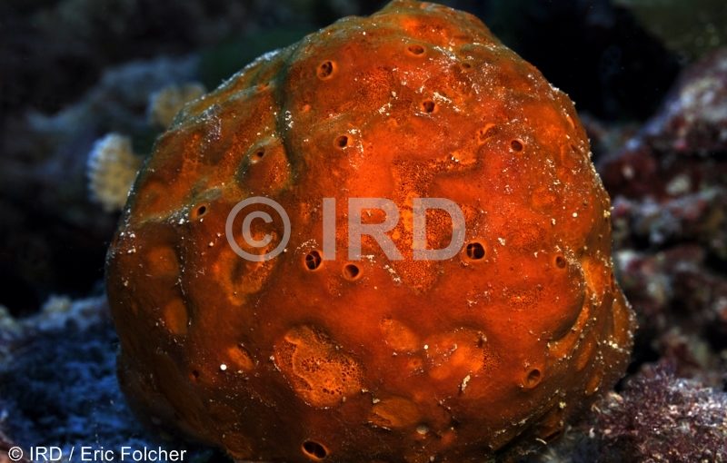 Fascaplysinopsis sp (4906) - Tuamotu - Rangiroa