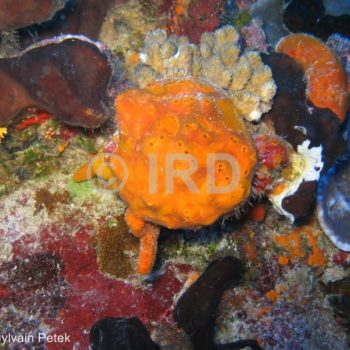 Fascaplysinopsis sp (4906) - Tuamotu - Rangiroa