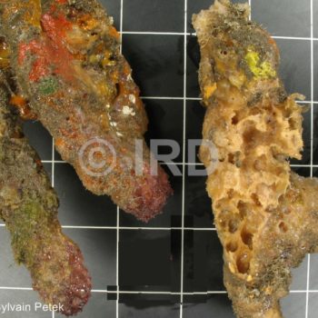 Fasciospongia sp (4703) - Marquises - Nuku Hiva