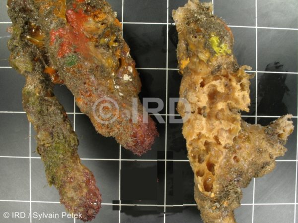 Fasciospongia sp (4703) - Marquises - Nuku Hiva