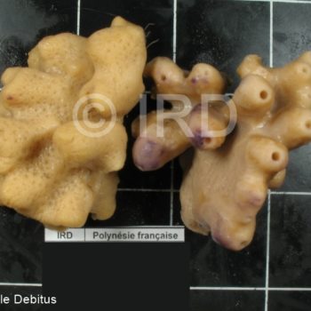 Gastrophanella sp - Societe - Tahiti