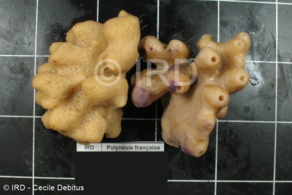 Gastrophanella sp - Societe - Tahiti
