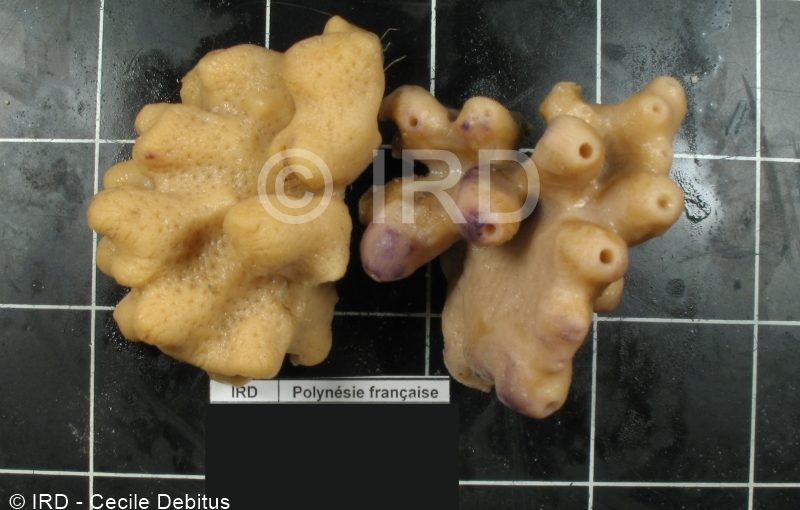 Gastrophanella sp - Societe - Tahiti