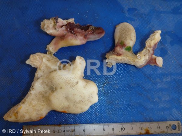 Geodia sp (4901) - Marquises - Fatu Huku