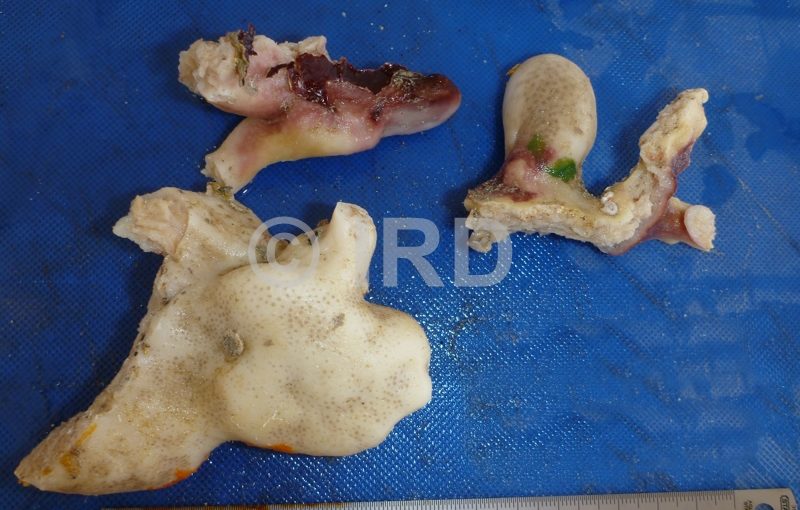 Geodia sp (4901) - Marquises - Fatu Huku