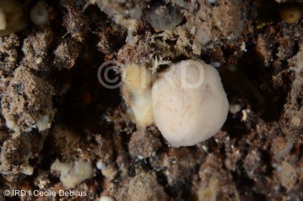 Halichondria (halichondria) sp (1852) - Societe - Tahiti