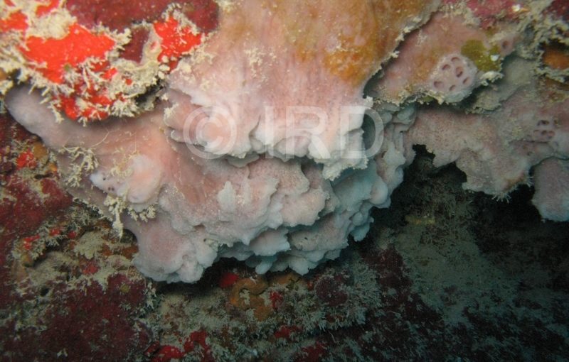 Halichondria Halichondria sp (4804) - Societe - Tahiti