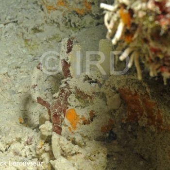 Halichondria (halichondria) sp (4720) - Tuamotu - Raroia