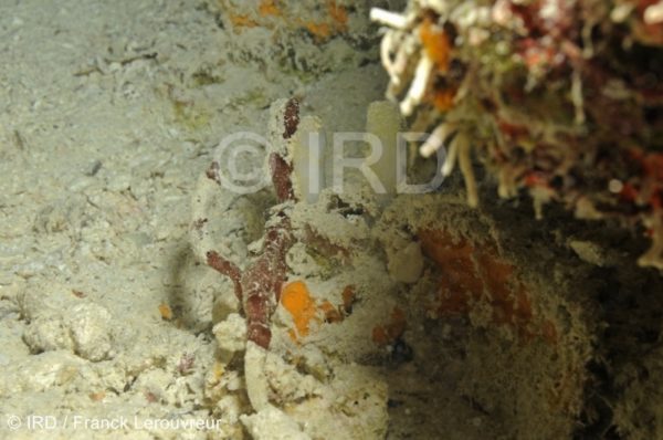 Halichondria (halichondria) sp (4720) - Tuamotu - Raroia