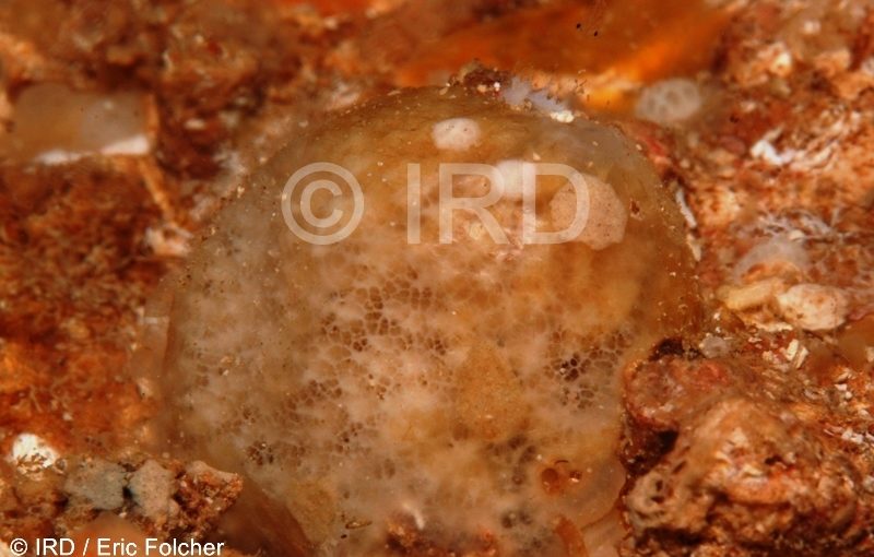 Halichondria sp - (4902) - Australes - Rapa