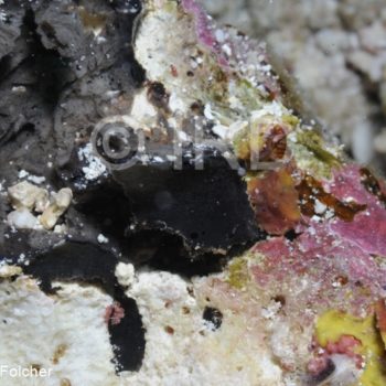 Halichondria sp - (4903) - Australes - Tubuai