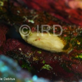 Halichondria sp - (4904) - Australes - Maria